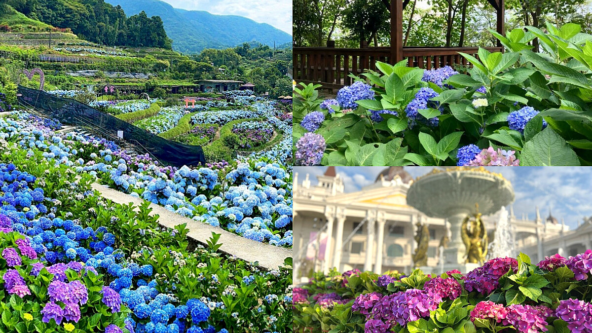 2024繡球花季浪漫來襲!全台7大夢幻景點整理,片片藍紫色花海仙氣爆棚