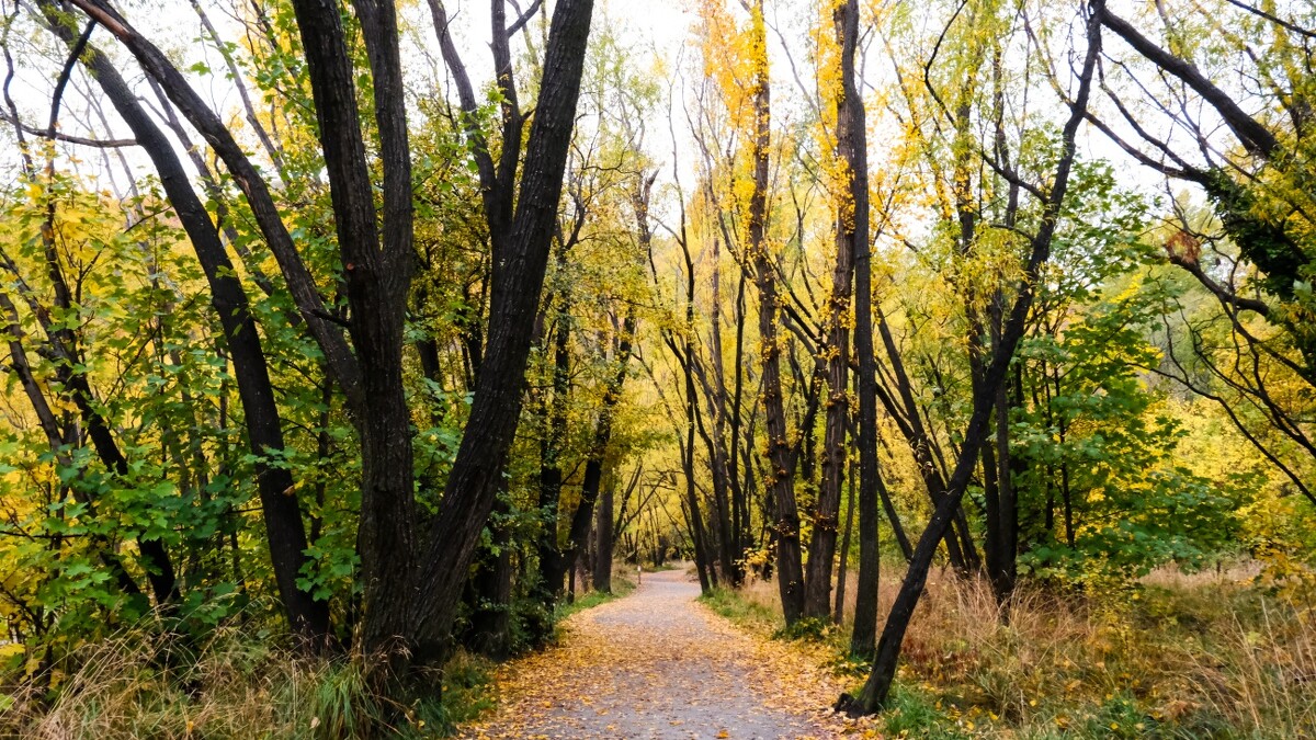 「箭河」旁的樹林已轉金色調