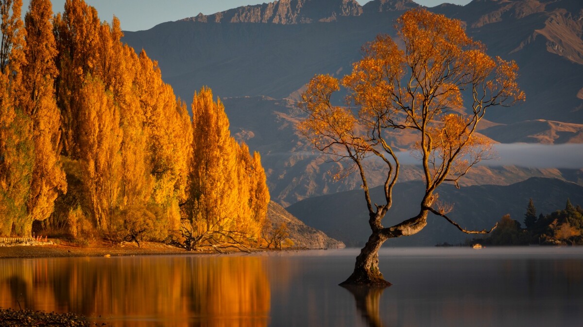 瓦納卡湖「全世界最寂寞的樹 Lone Tree of Lake Wanaka」秋季景色