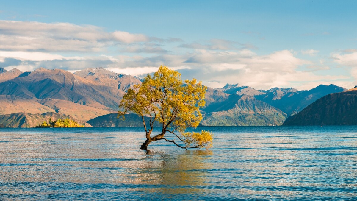 瓦納卡湖「全世界最寂寞的樹 Lone Tree of Lake Wanaka」