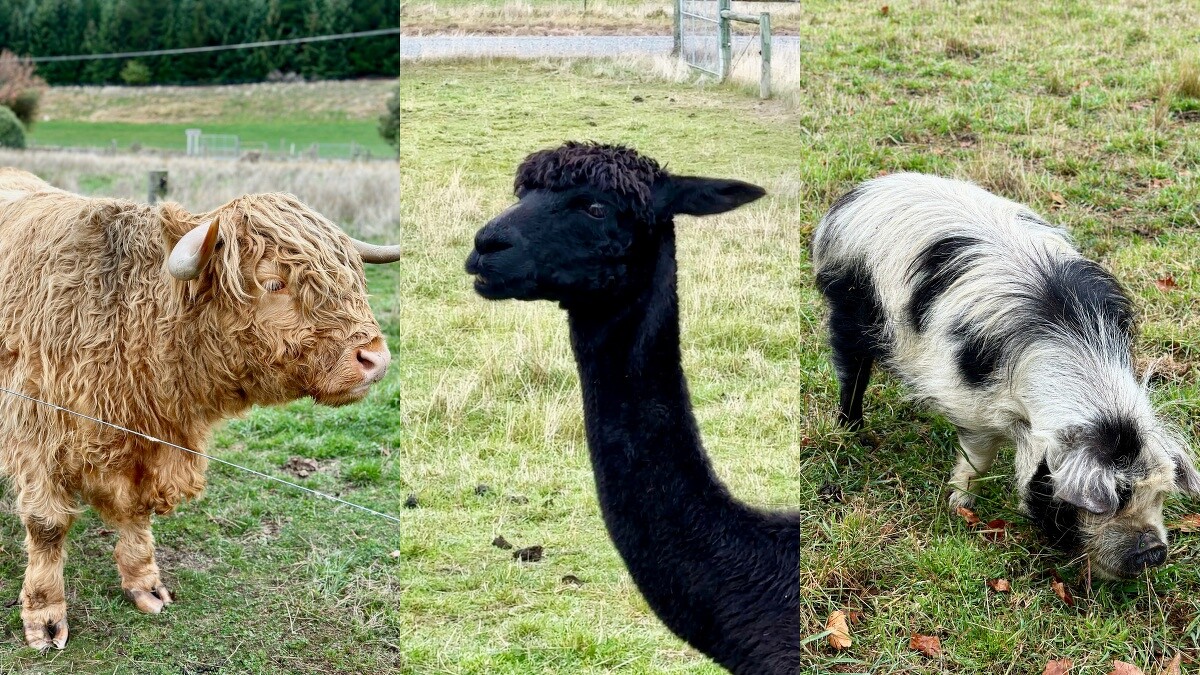 「瓦納卡薰衣草農場」可以看到高地牛、黑色羊駝、酷你豬,都是台灣人少見的動物!