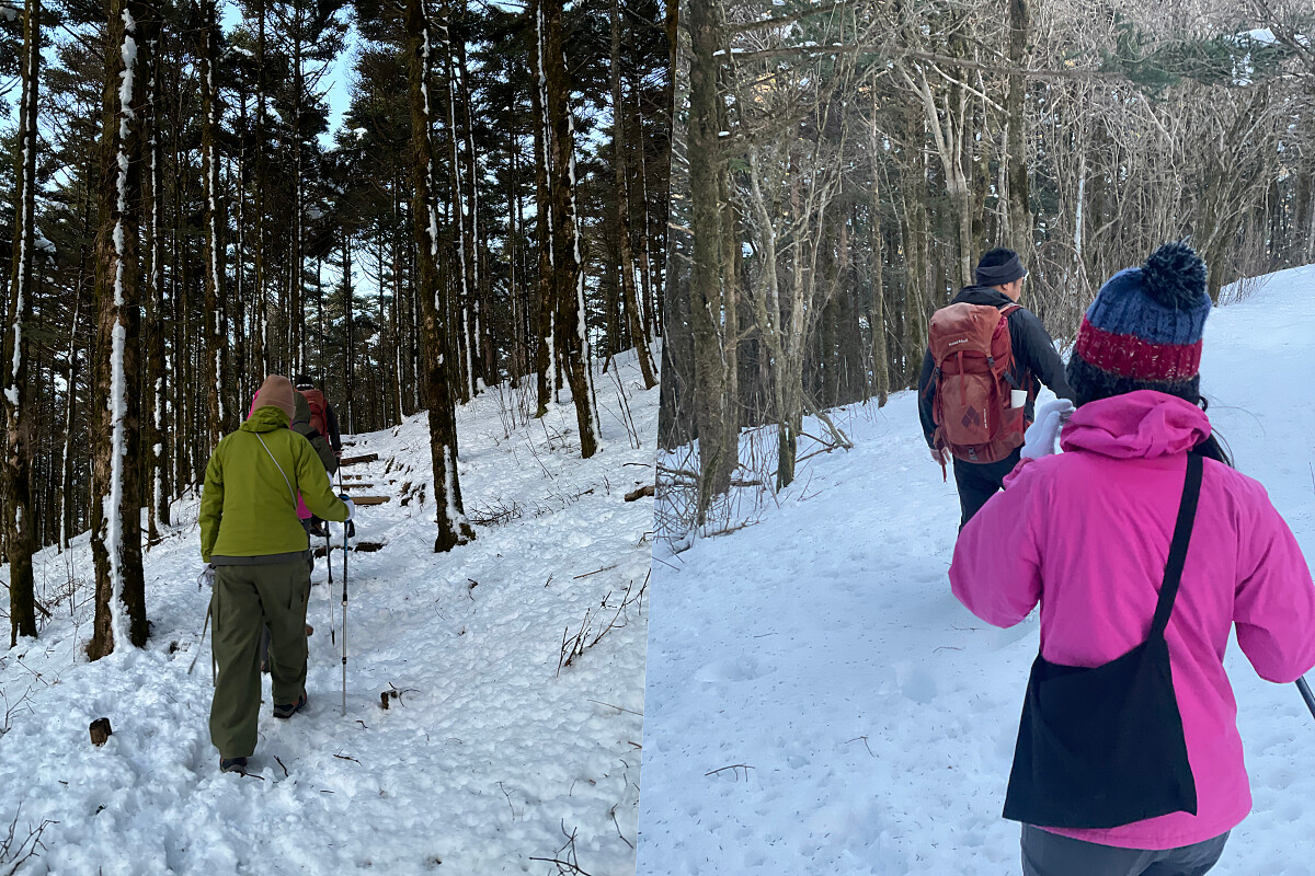 健走行程將在清晨出發，跟著領隊漫步樹林中。