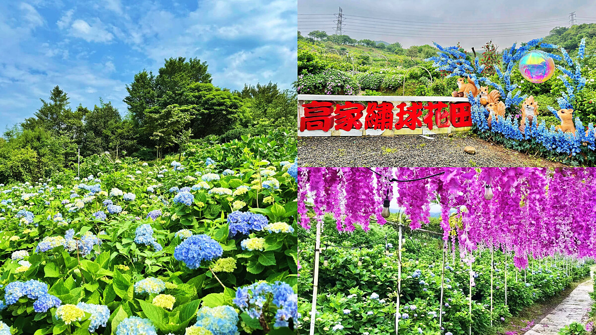 全台最大繡球花景點！高家繡球花田第三園區公開2024最佳觀賞期，上萬坪紫藍色花海美翻天