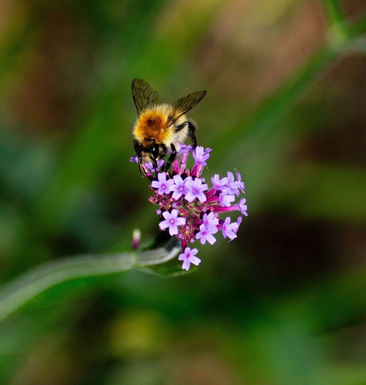 法國嬌蘭 2024 World Bee Day世界蜜蜂日視覺圖&copy;JORIS