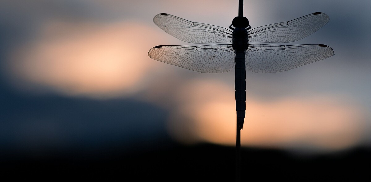 攝影師JORIS VEGTER鏡頭下的蜜蜂之美。