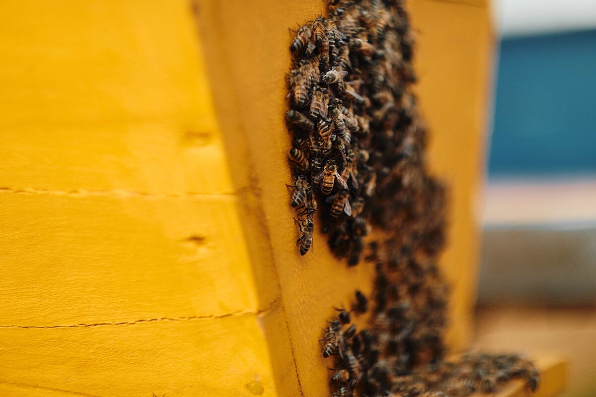 法國嬌蘭盧安達蜂之女力計畫，守護盧安達當地原生蜂種。