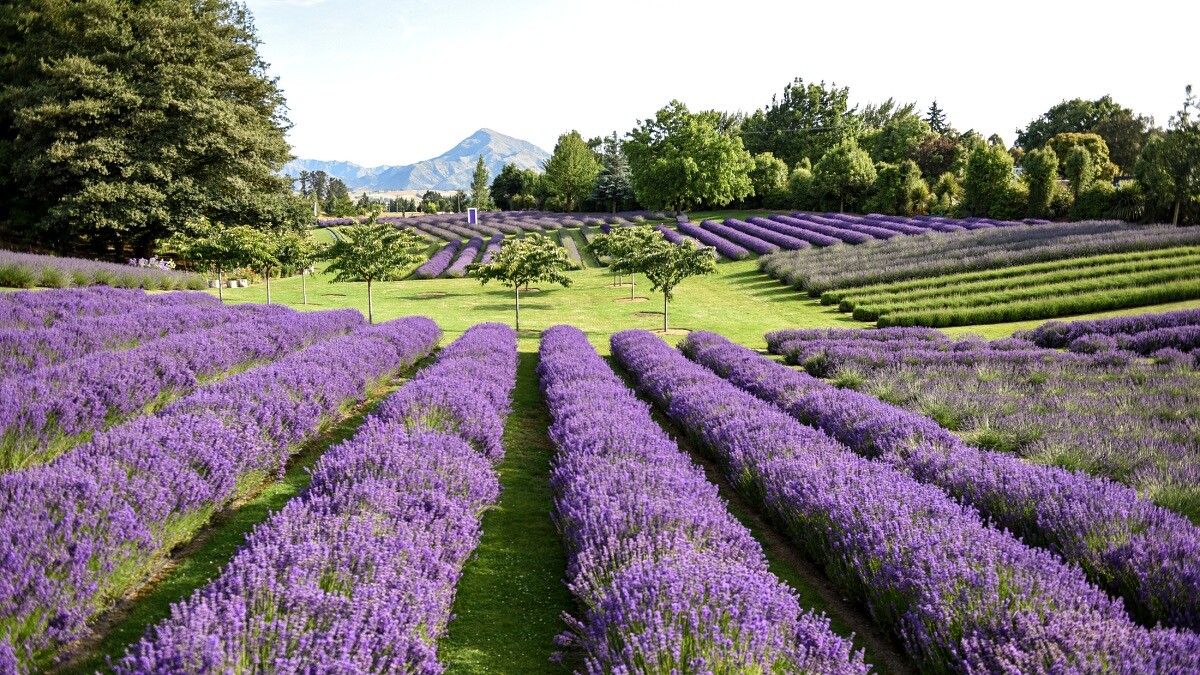 瓦納卡薰衣草農場 Wanaka Lavender Farm