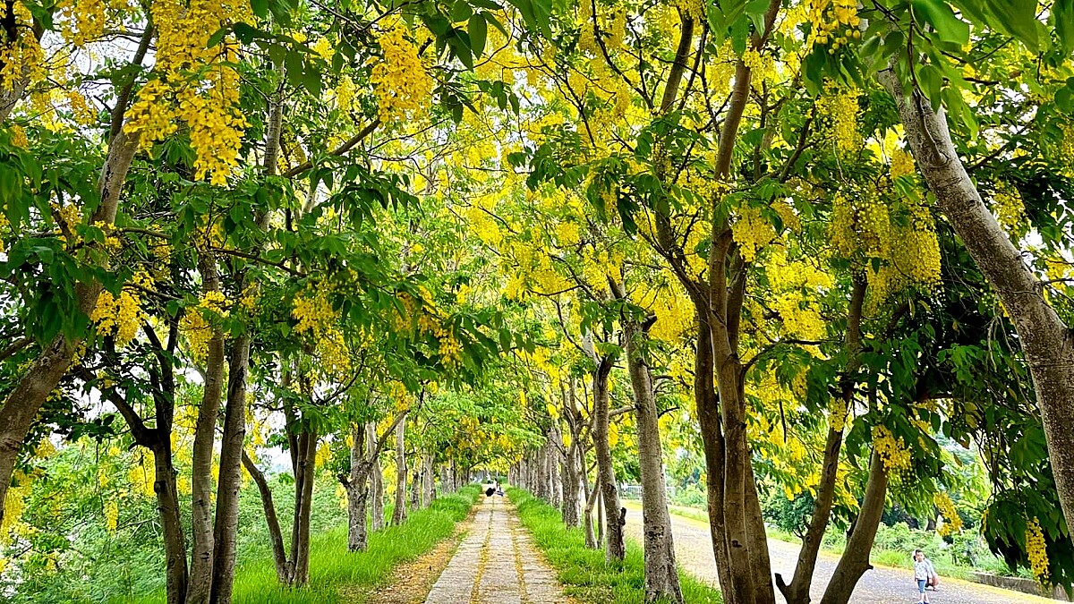 初夏限定「黃金雨」太美了!台南虎頭埤阿勃勒花季12大打卡點一次看,還有市集、音樂演出快衝