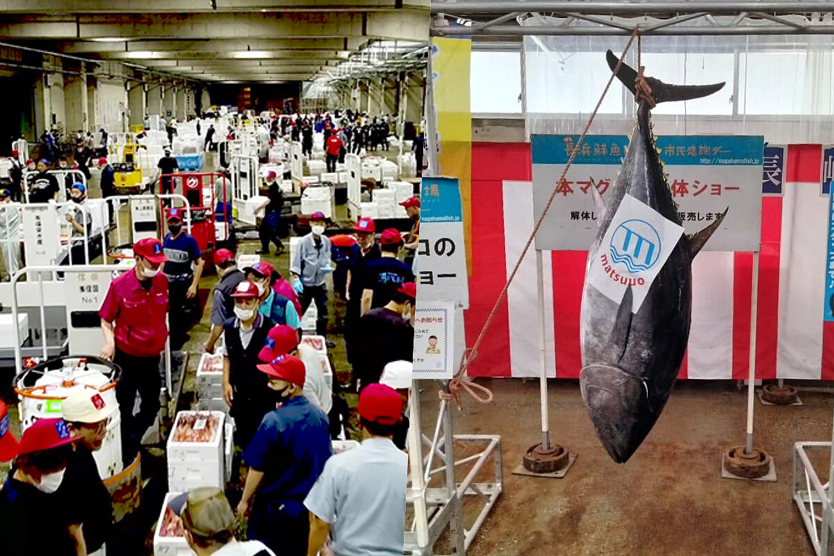初魚集團的黑鮪魚則來自九州最大的「長浜鮮魚市場」。