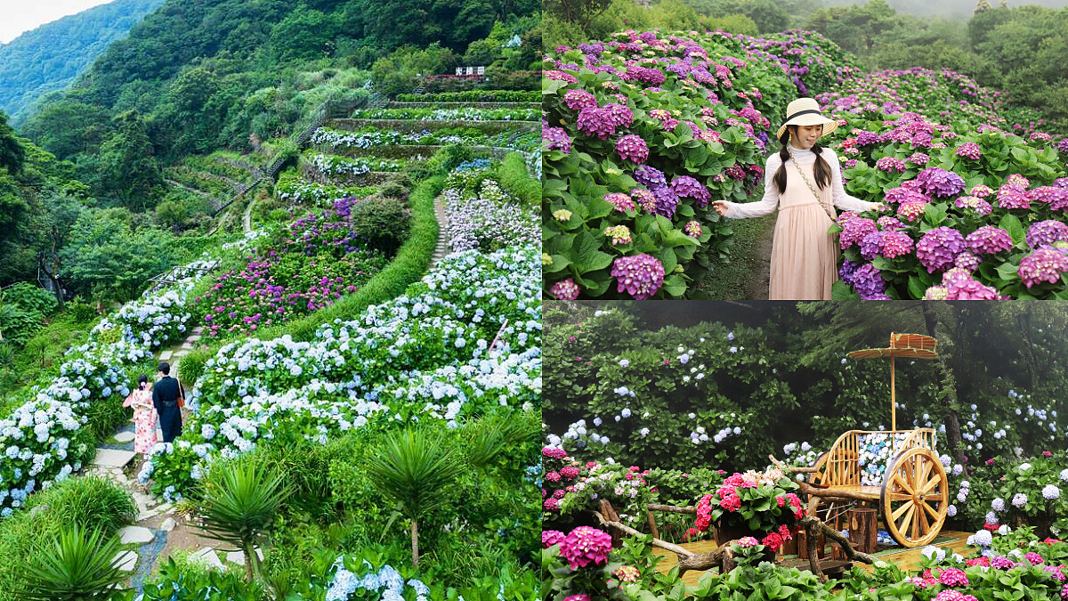 2024陽明山繡球花季起跑!繽紛層次花海超好拍,8大必拍地景、大眾交通資訊懶人包