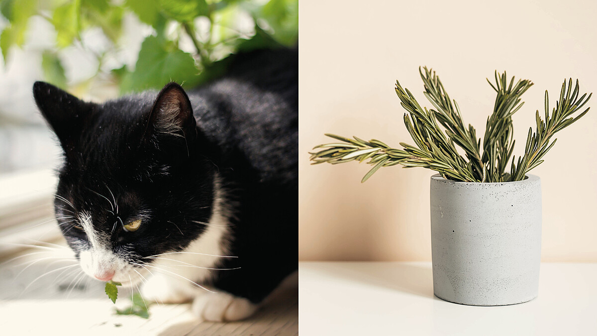 夏日8款易照顧「驅蚊植栽」推薦!不只防蚊還能綠化居家空間,貓薄荷也上榜