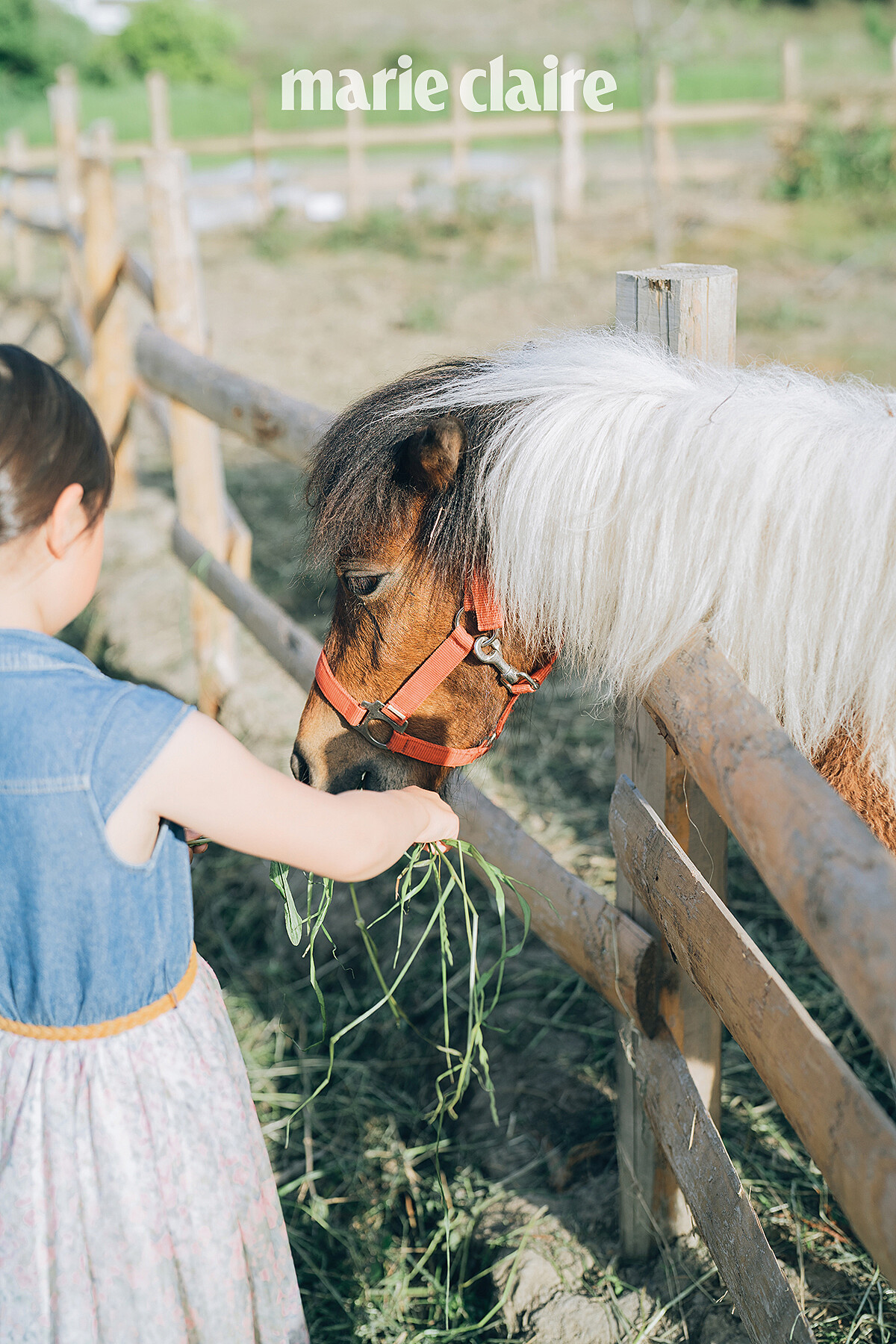 園區內有農家圈養的小動物互動接觸。