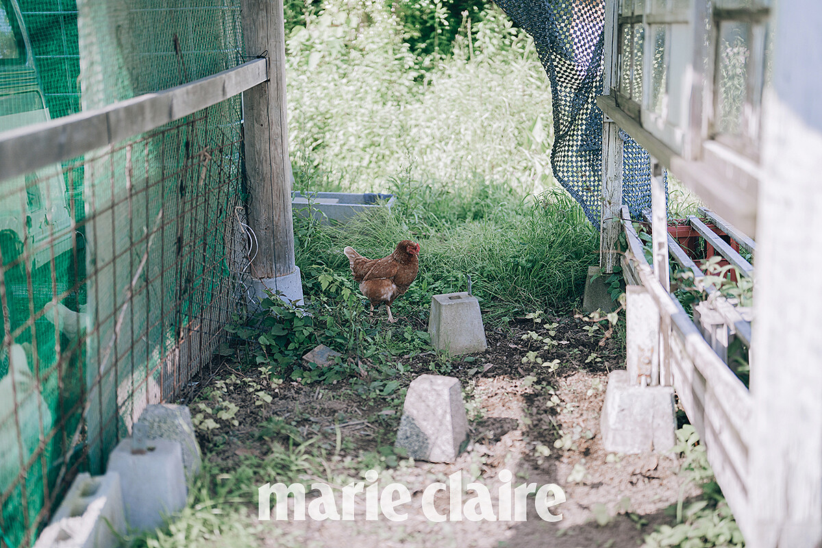 有自家少量產出的平飼雞蛋。