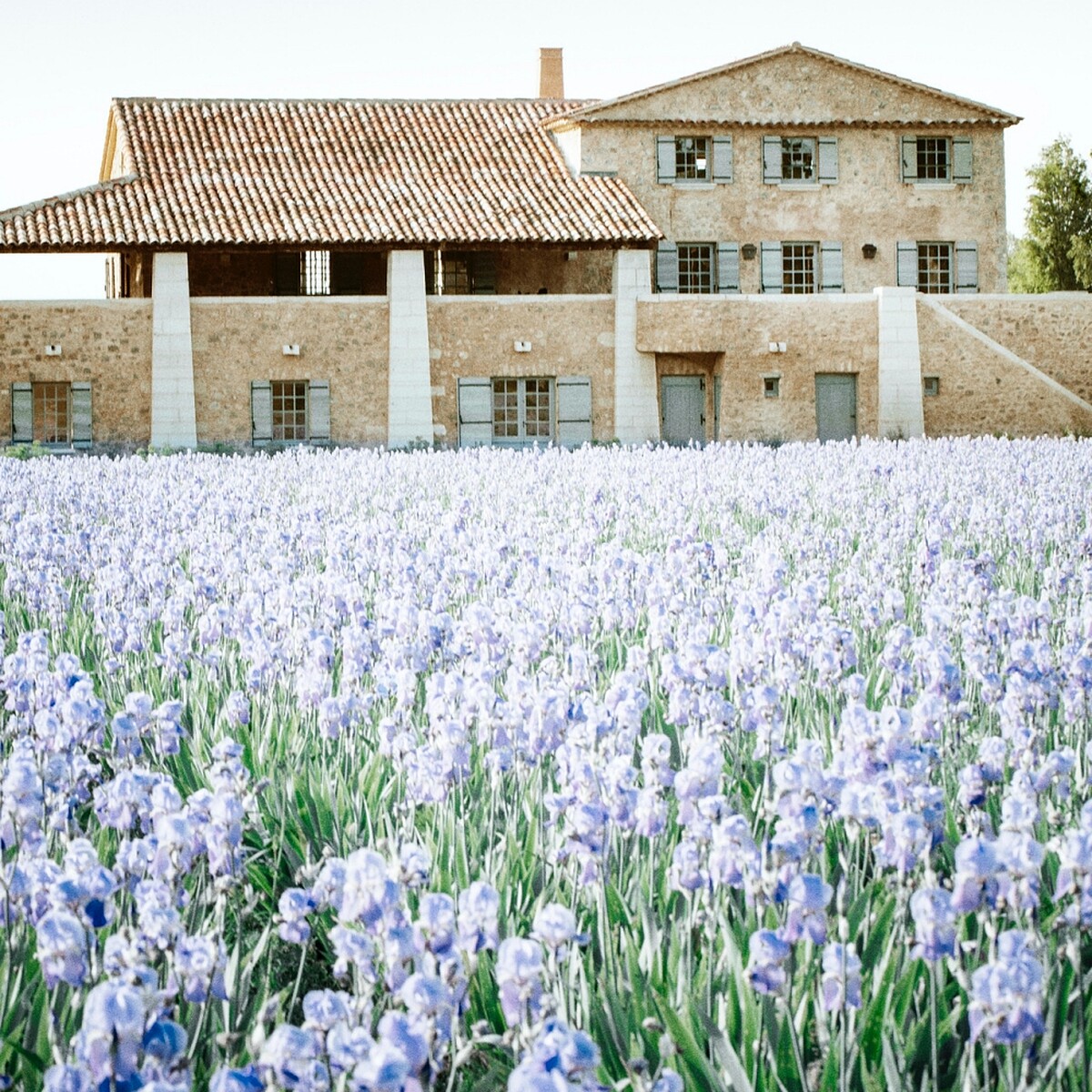 格拉斯鳶尾花田。