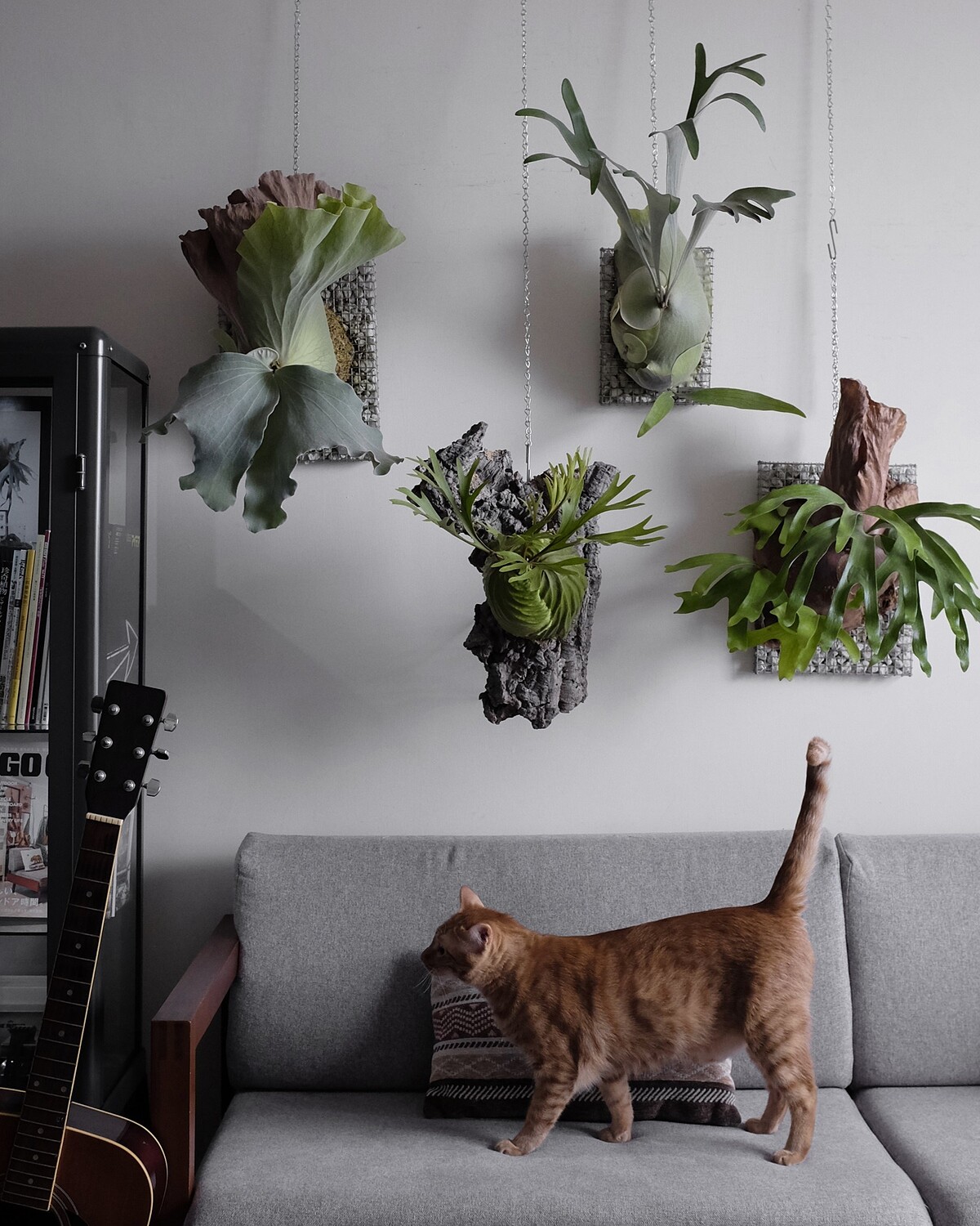 草系寶貝│植物專賣品牌「THE TRIBUS STUDIO」。