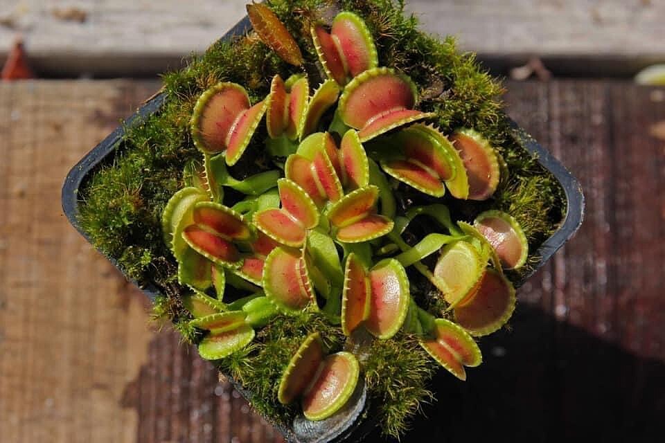 │草系寶貝│6.25-6.30│植物專賣品牌「Flycatcher食蟲植物專賣店」。