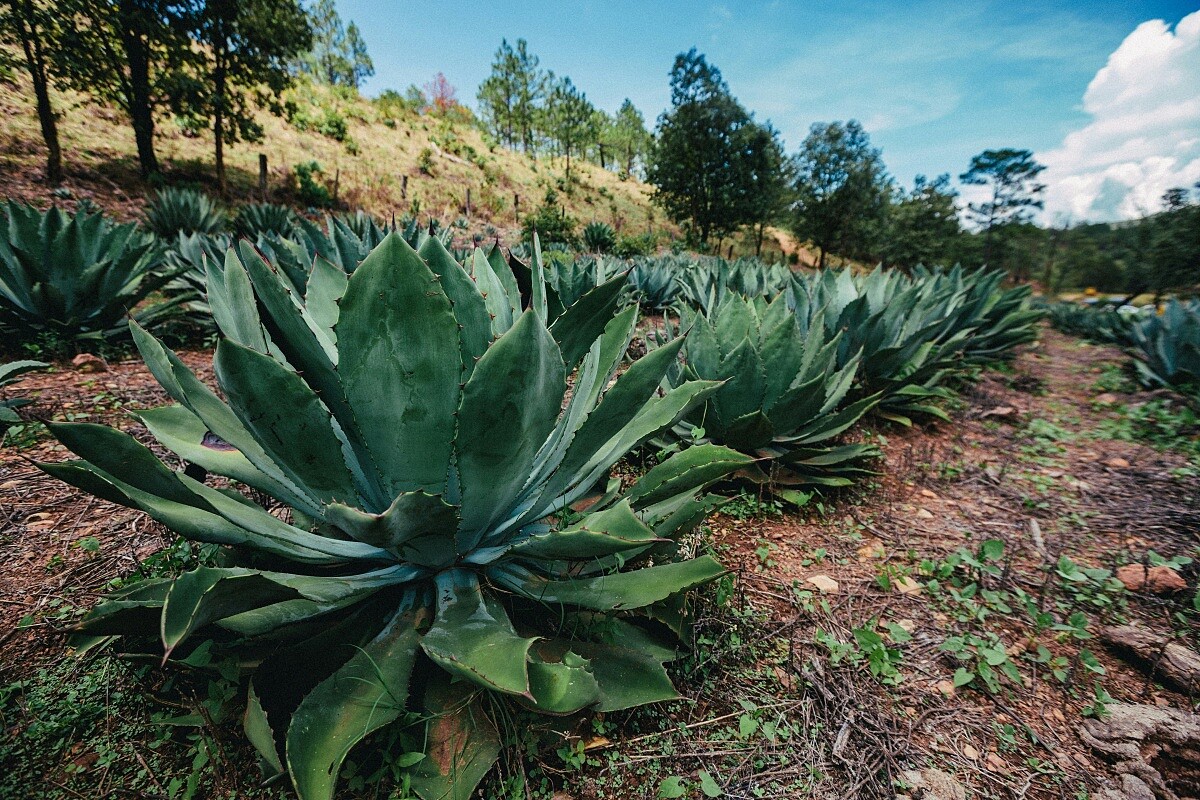 Tequila 或是Mezcal 的原料都來自龍舌蘭家族植物（Agave）。