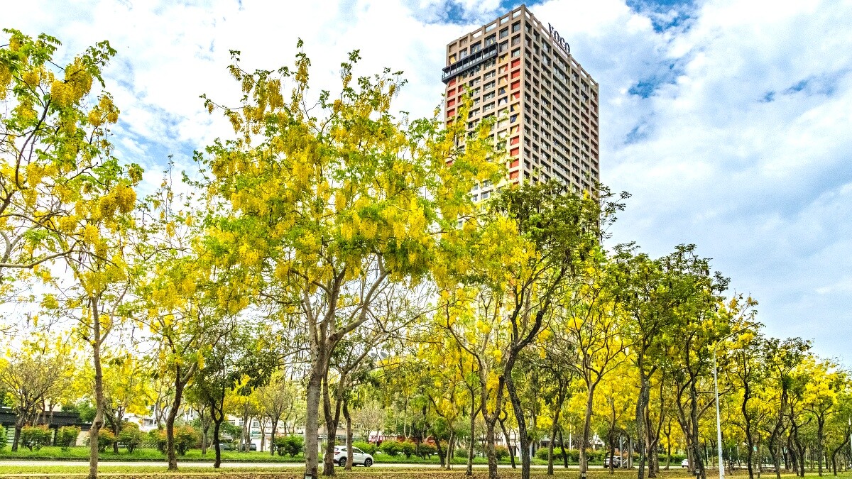 5~6月會迎來「黃金雨」阿勃勒美景