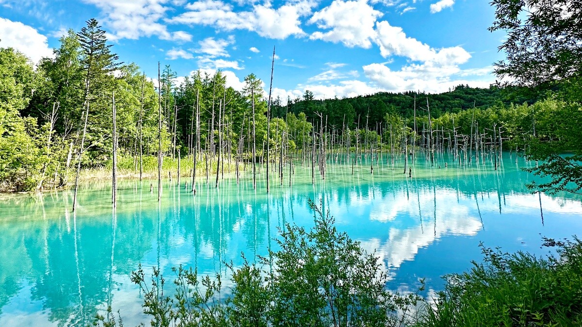 美瑛人氣景點：青池