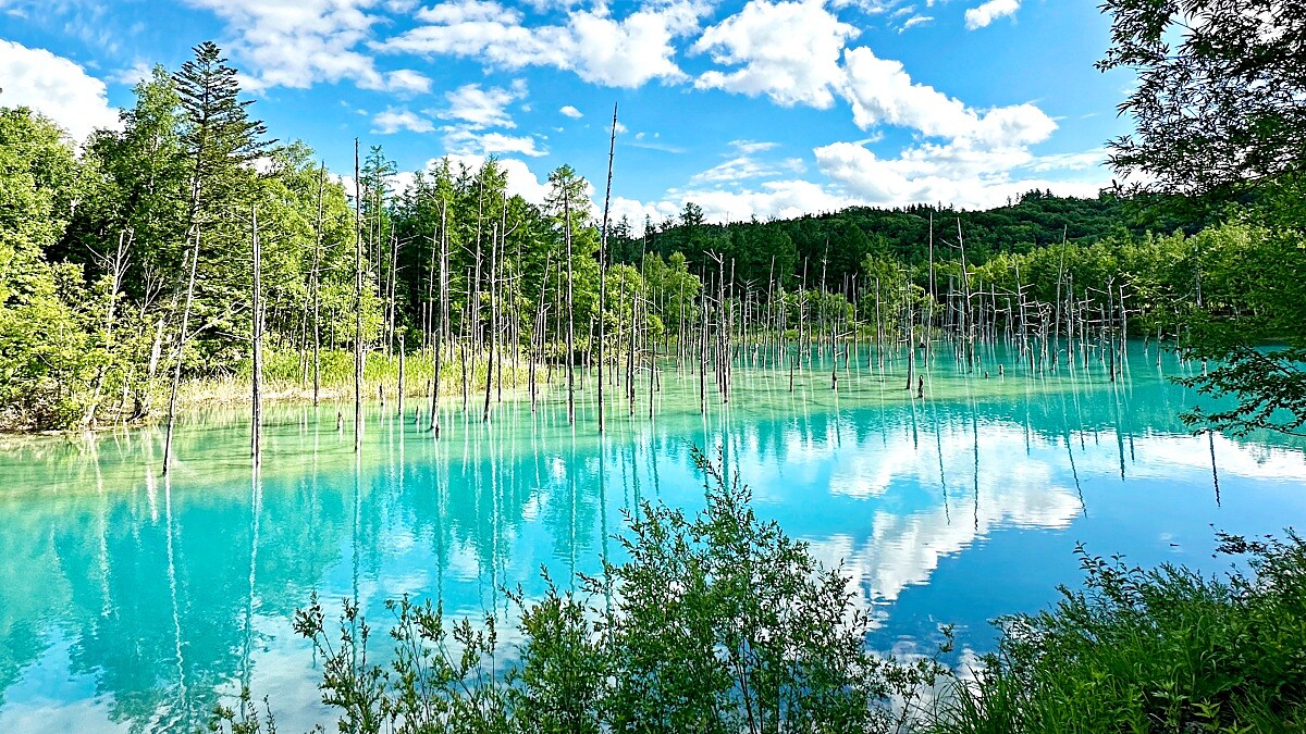 美瑛人氣景點：青池