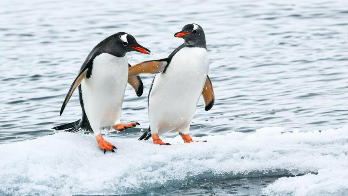 圖片版權 / ⓒ東南旅遊 Ponant