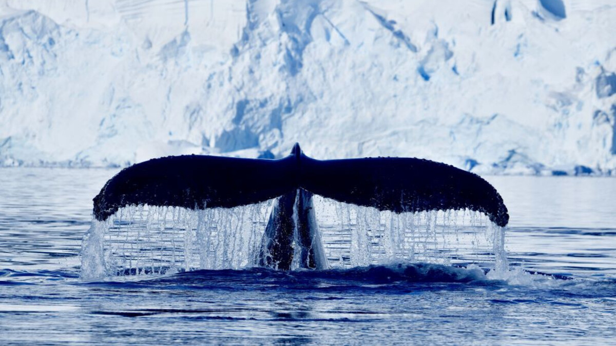 圖片版權 / ⓒ東南旅遊 Ponant
