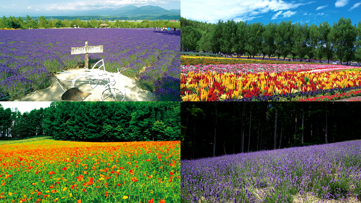 Photo／www.farm-tomita.co.jp