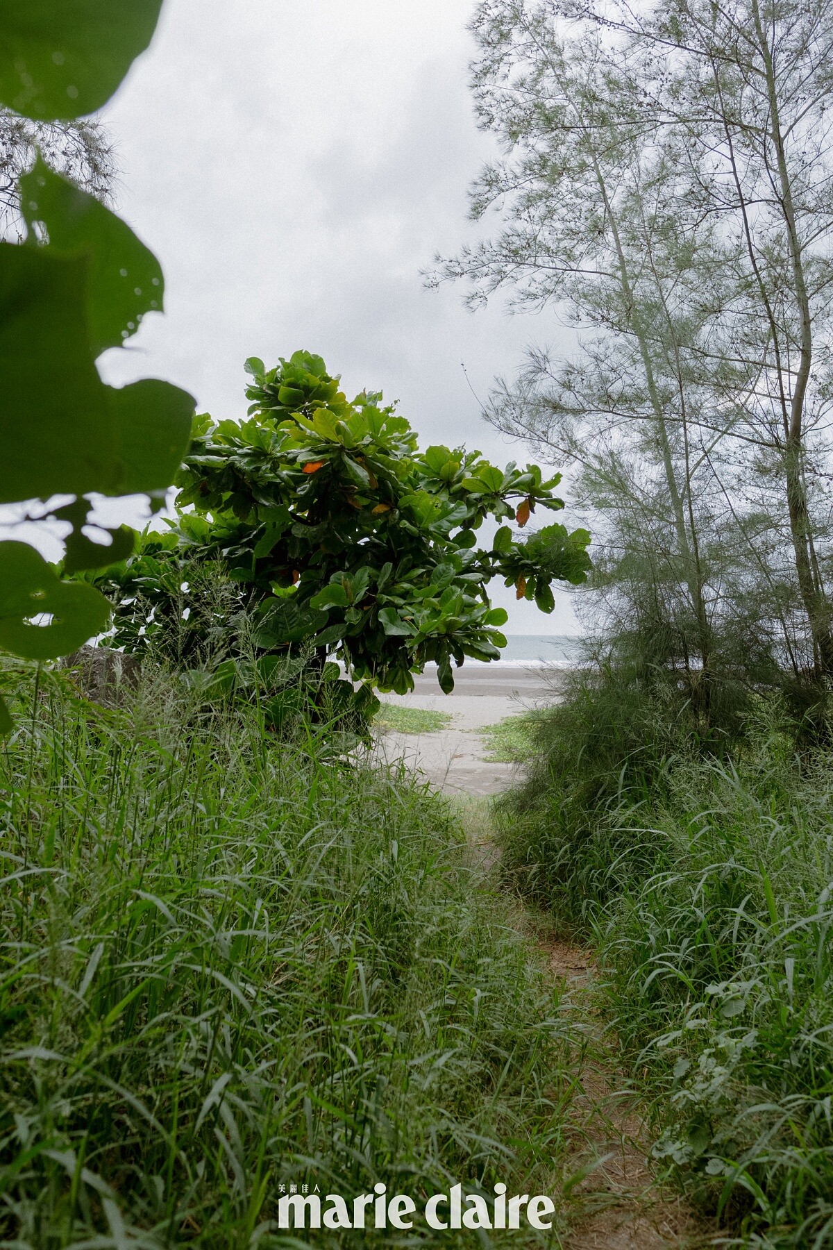 漁光島密道緊鄰著的是植物園與漁光森林。