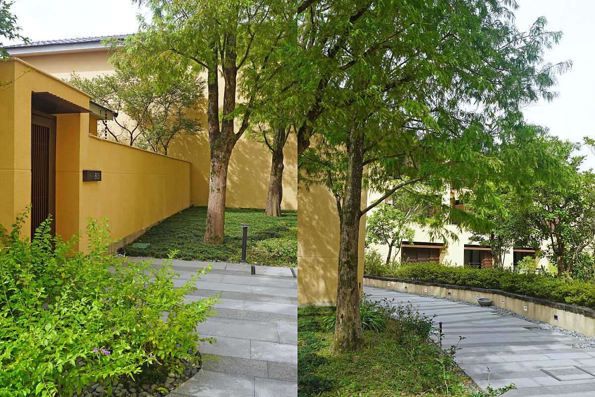 使用落羽松造景在 villa 園區中。