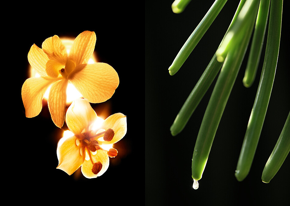 來自馬達加斯加島蘊含強大賦活能量的五月梵尼蘭