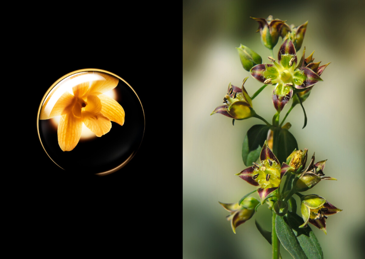 位於高海拔國家不丹的珍貴植物，蘊藏非凡天然修護力的朱雪玉當藥