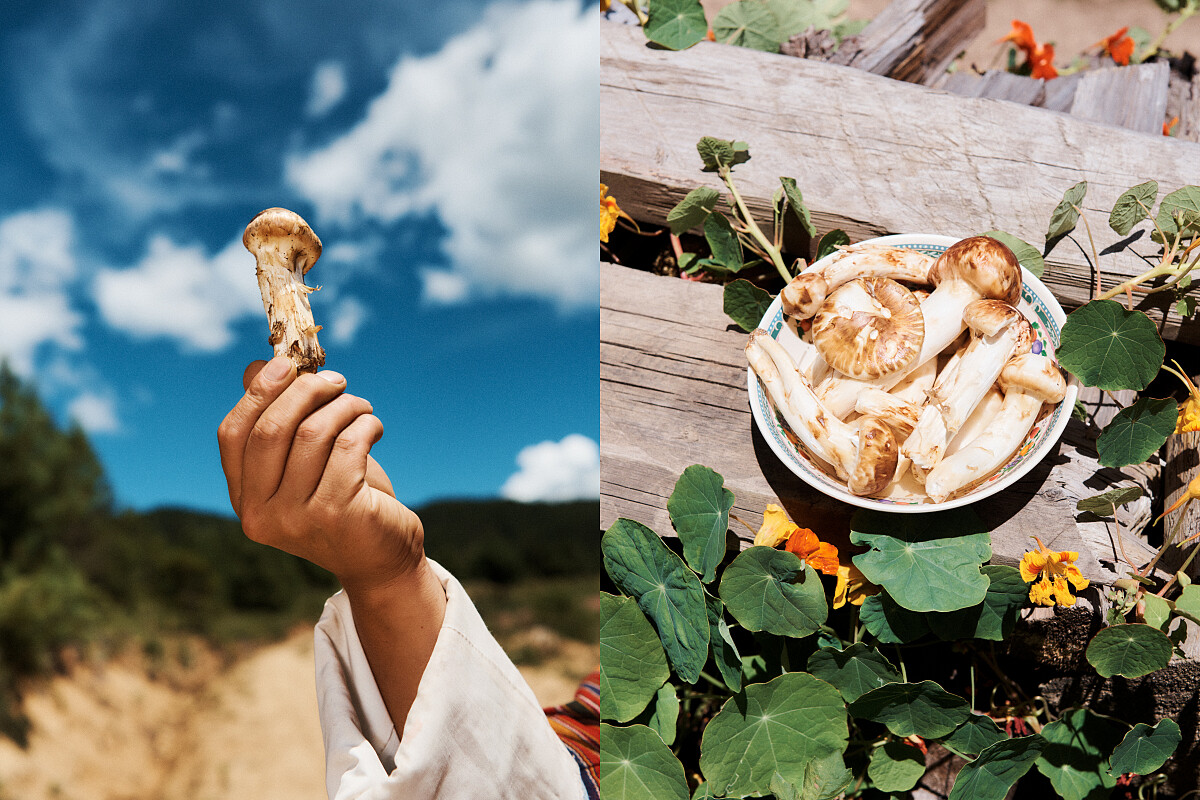 不丹擁有超過400種蘑菇。