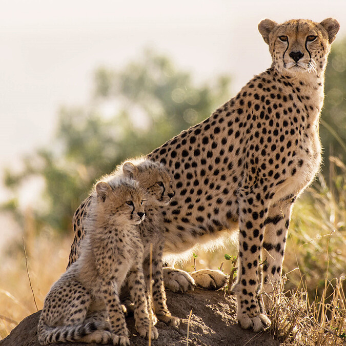 香緹卡2024秋季慈善獵豹限量彩妝獵豹圖。