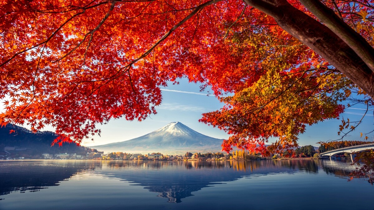 2024日本賞楓葉、銀杏時間表！現在開始轉紅，各地最佳觀賞日期大公開