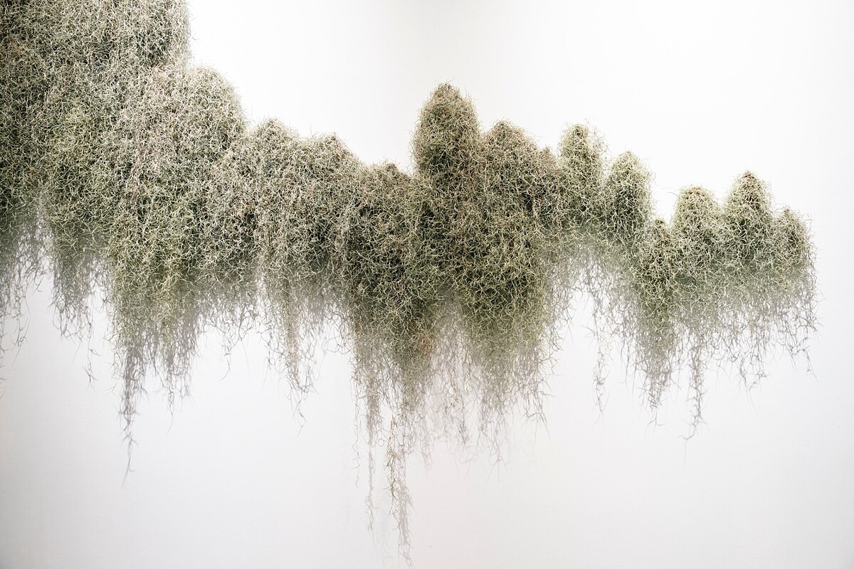 金維政〈滲流的森林〉，2024。松蘿鳳梨。尺寸依空間而定。