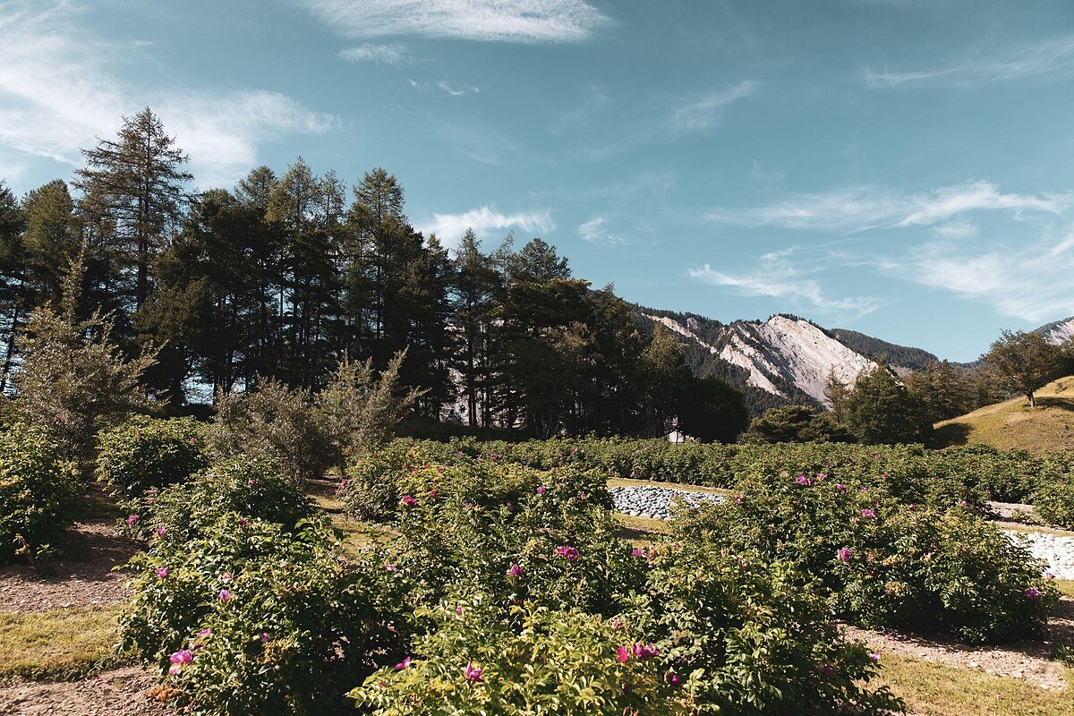 VALMONT瑞士瓦萊州高山有機植物花園