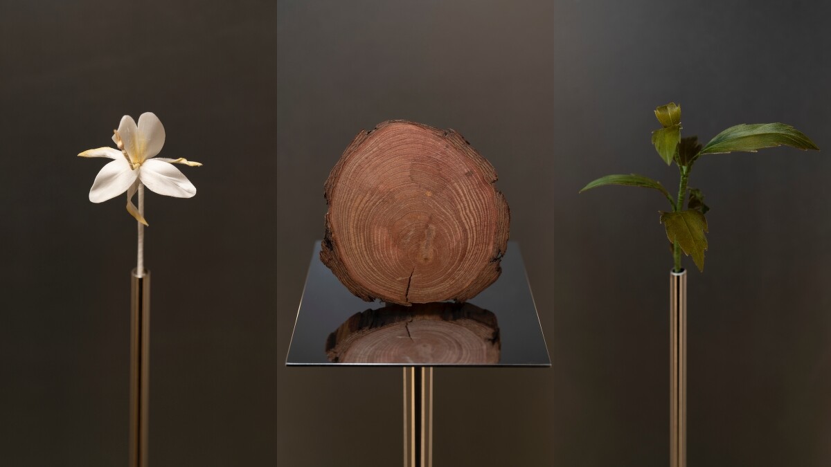 Bar&eacute;nia中使用到的香氛材料，左起為蝴蝶百合、橡木、廣藿香。