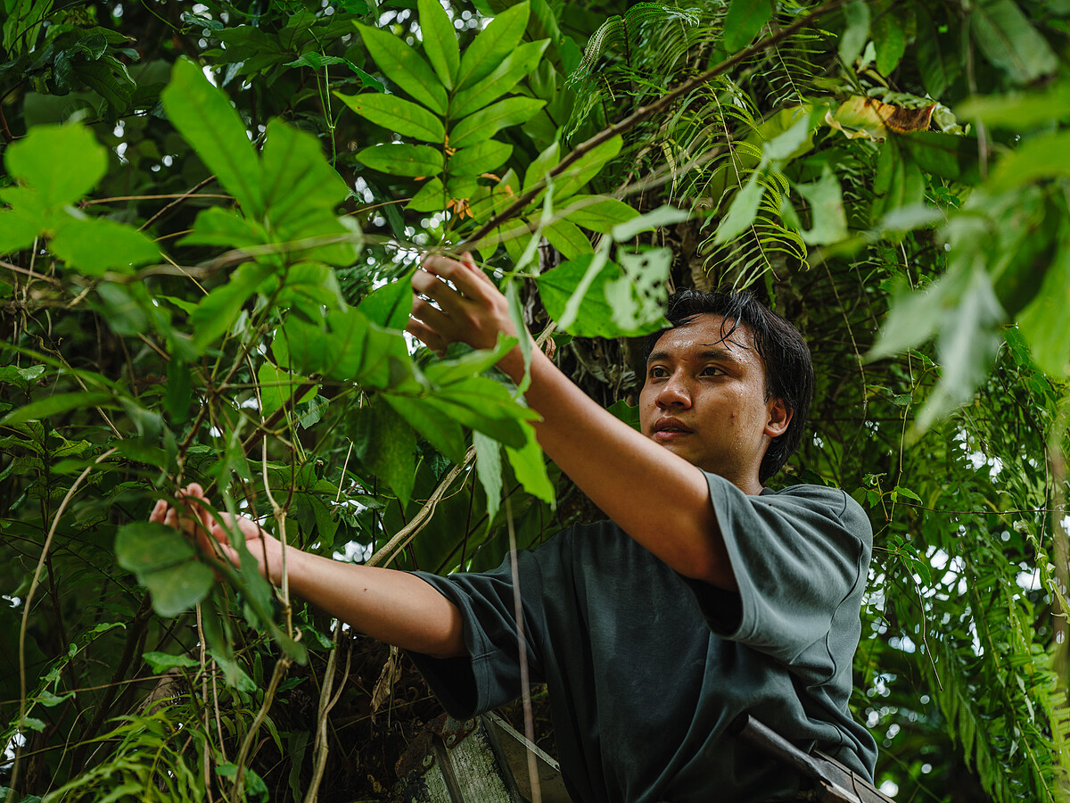 紫膠蟲採集人－Laung
