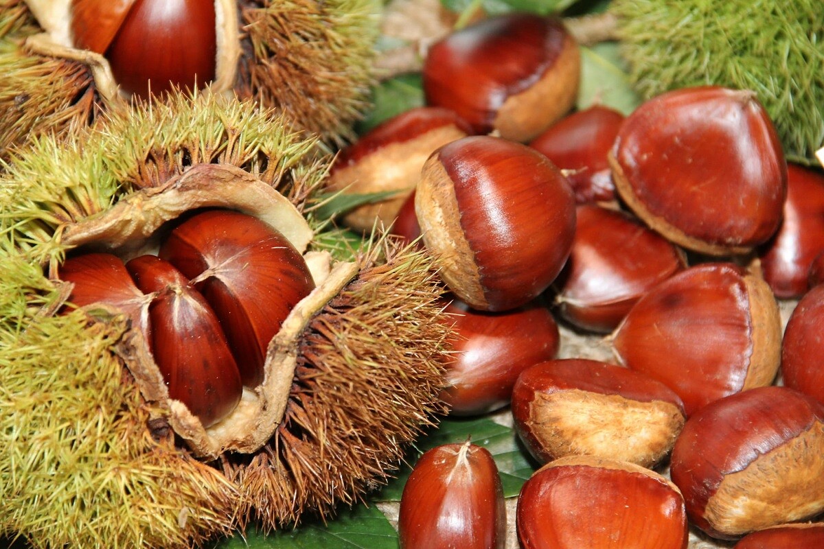 食慾之秋來熊本一定要品嚐「栗子」。