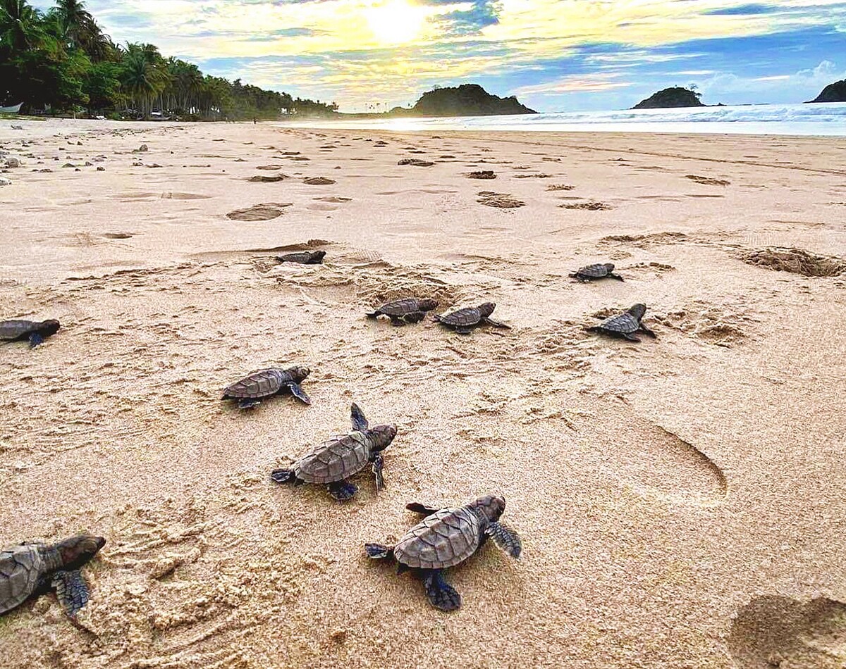 愛妮島每年小海龜季一月到五月期間，孵化新生的海龜寶寶爬回十米路的大海。