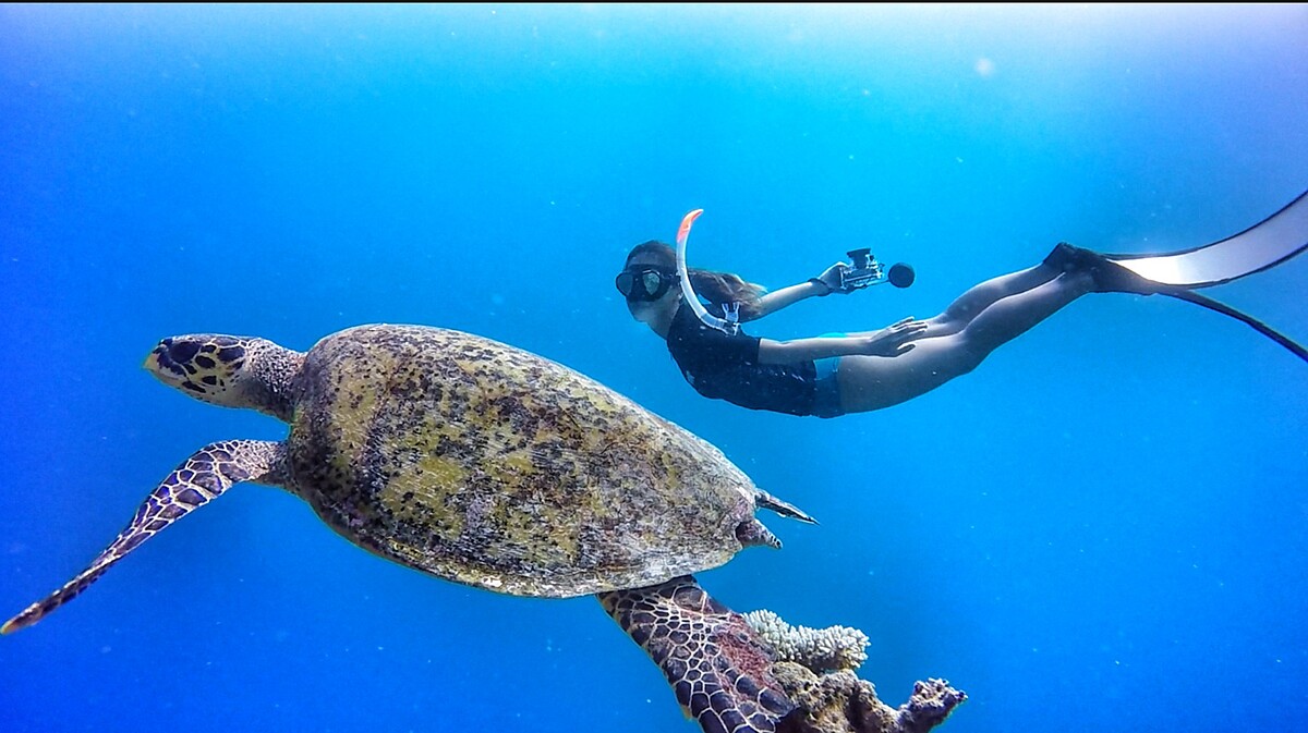 Sylvia 提醒潛水時要和海龜保持距離，不要觸摸牠們，以免海龜遭到細菌感染，還會因此受到驚嚇，錯過把頭探出水面呼吸的時間，甚至再也洄游不到原海洋，造成死傷。