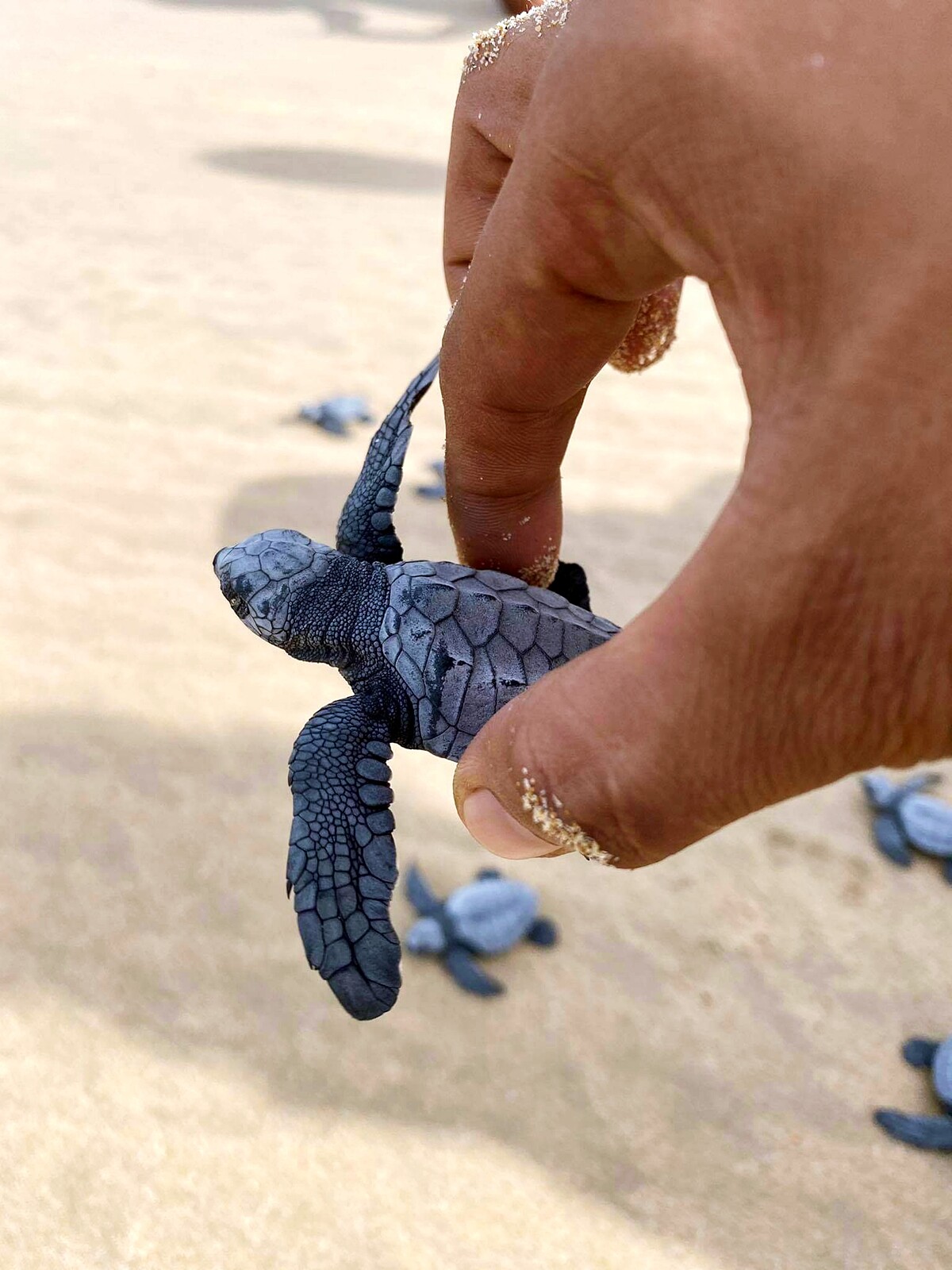 放生小海龜需要用拇指跟食指輕抓殼的兩邊側緣，因為牠們的龜殼很脆弱。