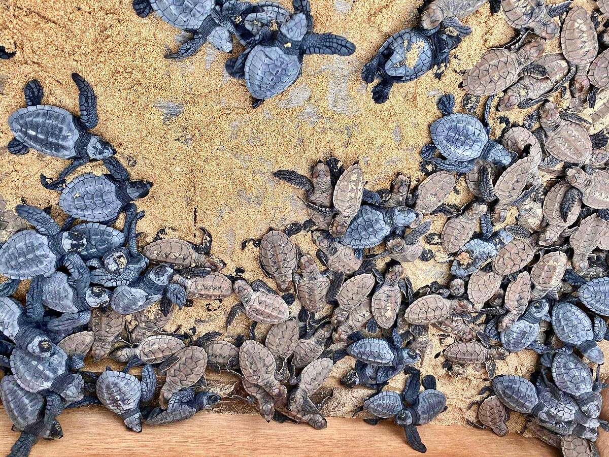 Nacpan 有三種海龜品種：灰藍色的欖蠵龜，棕色的玳瑁龜，以及綠蠵龜。