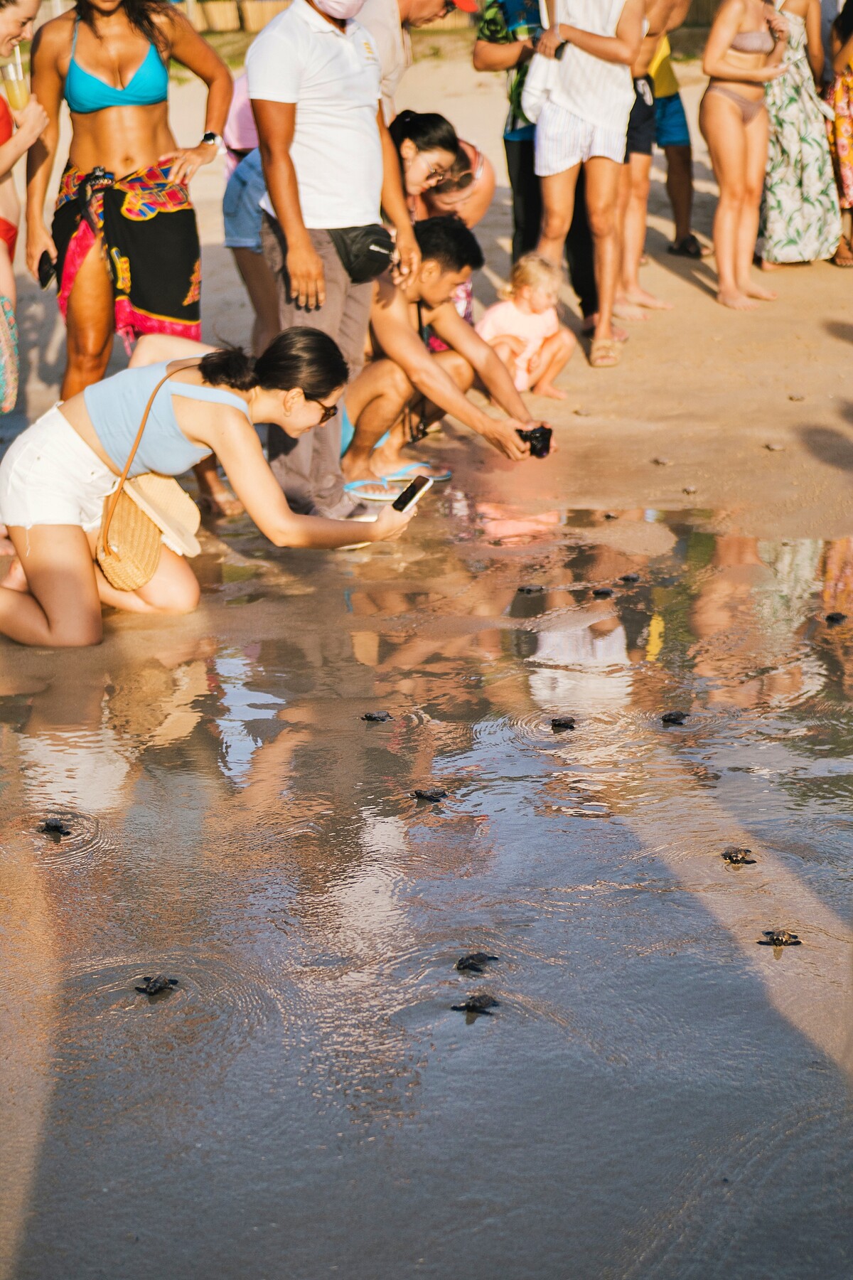 「深深愛上愛妮島 ElnidoGo 地接社」的獨家「海龜限定旅行團」