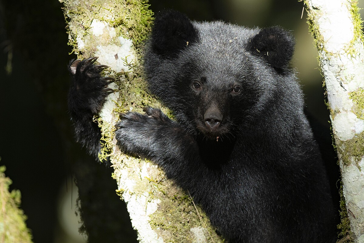 白欽源（台灣黑熊教育館｜玉里鎮）