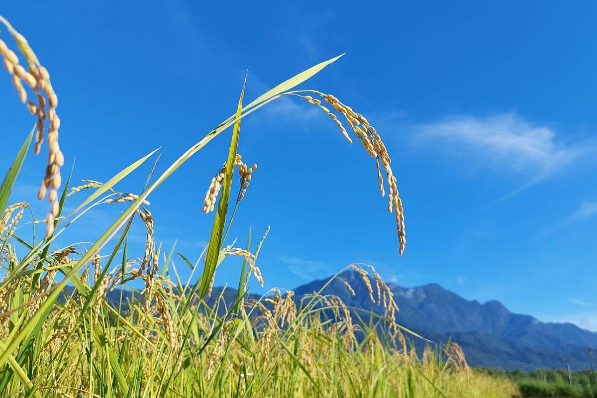 原料選用來自花蓮吉安鄉的吉野一號稻米。