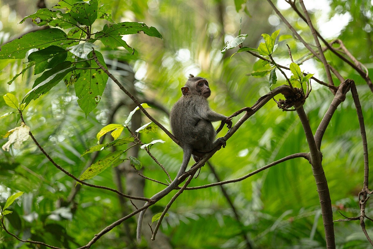 烏布聖猴森林(Ubud Monkey Forest)保護區內。