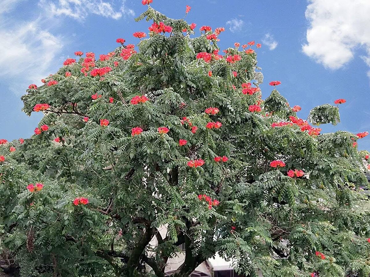 瓊瑤栽於可園中的火焰木，因形似「火花」而栽，圖／瓊瑤臉書