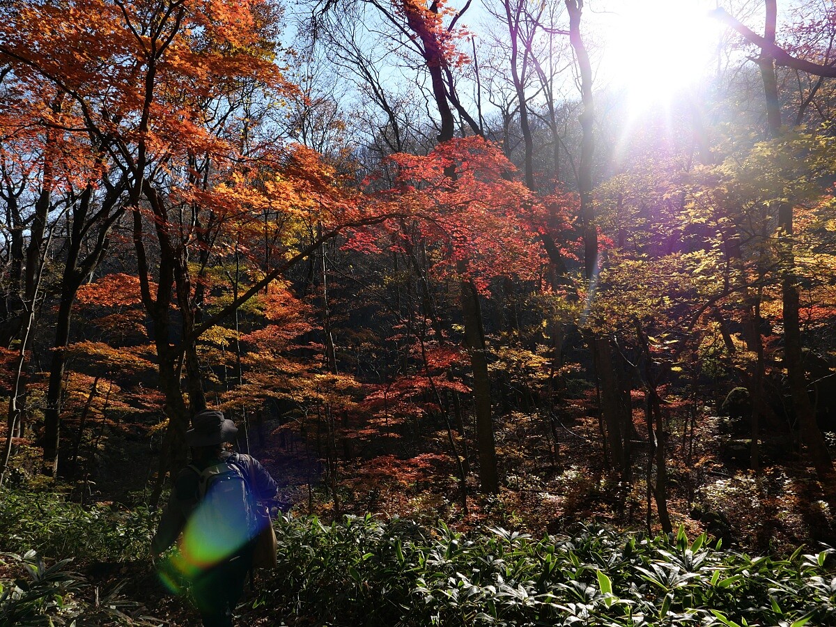 「森林休閒區」共有三條環狀步道，可供遊客自由探索。