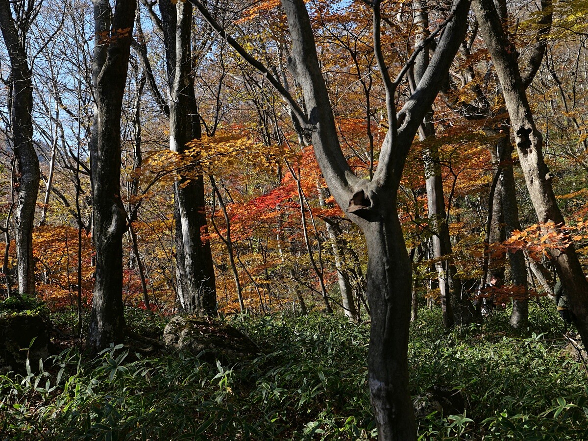 秋季森林變成金黃一片。